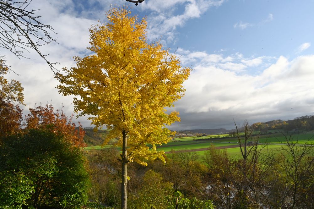 Herbstfarben des Ginko