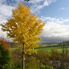 Herbstfarben des Ginko