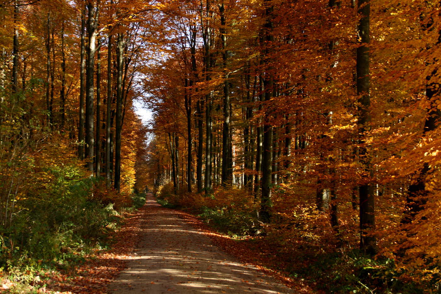 Herbstfarben des Waldes in der Nähe von Pfeffenhausen