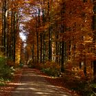 Herbstfarben des Waldes in der Nähe von Pfeffenhausen