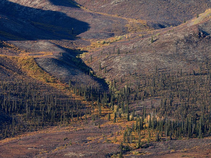 Herbstfarben des Yukon