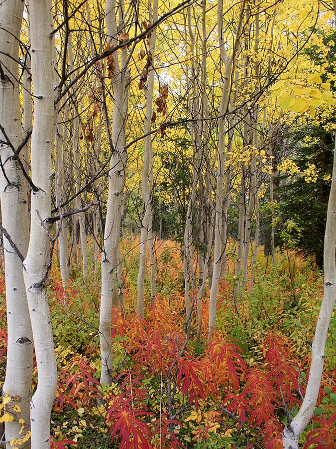 Herbstfarben des Yukon
