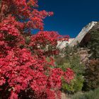 Herbstfarben des Zion