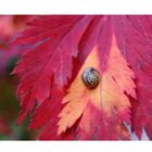 Herbstfarben