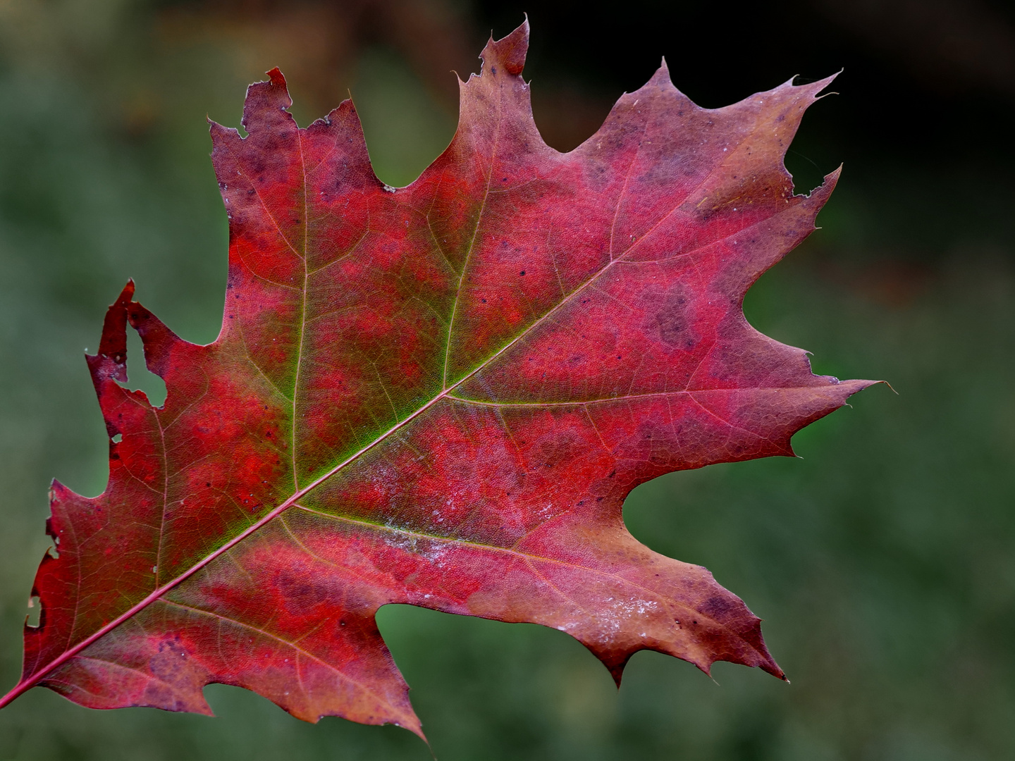 Herbstfarben