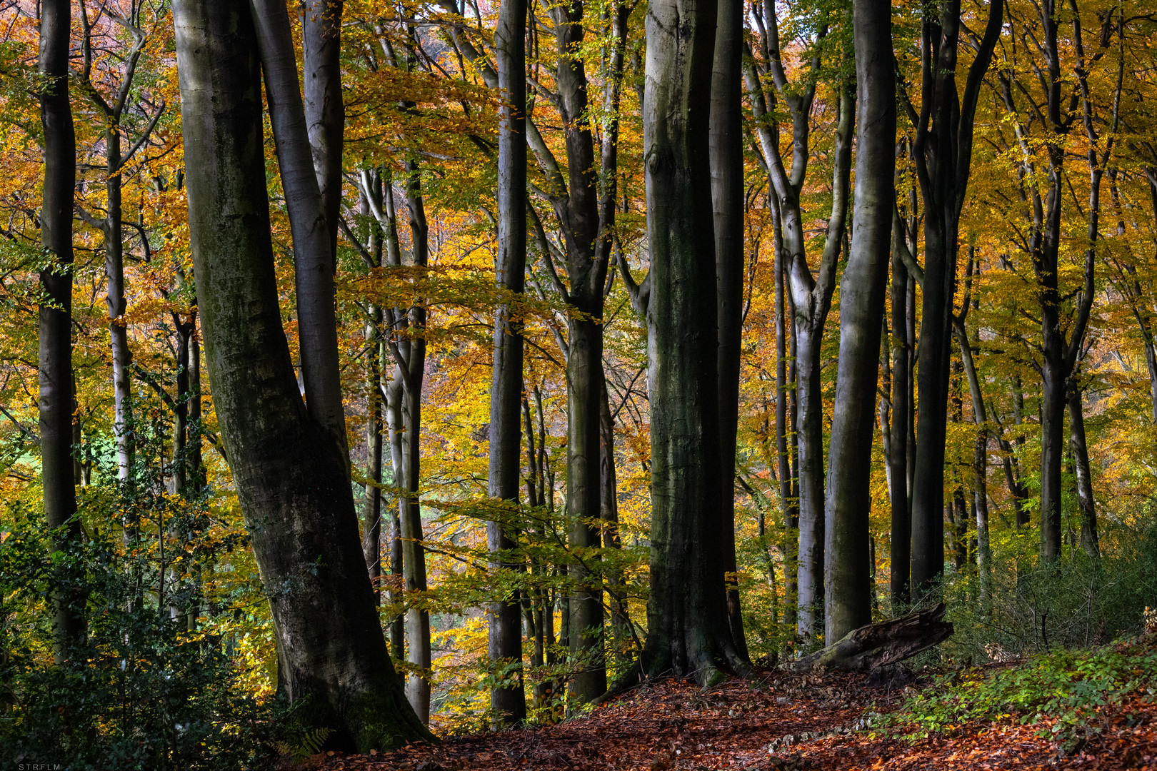 Herbstfarben