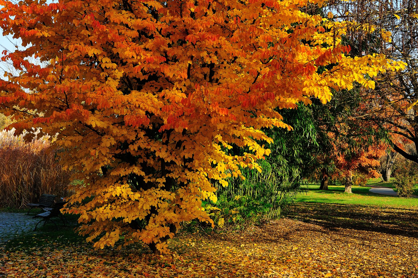 Herbstfarben DSC_2337