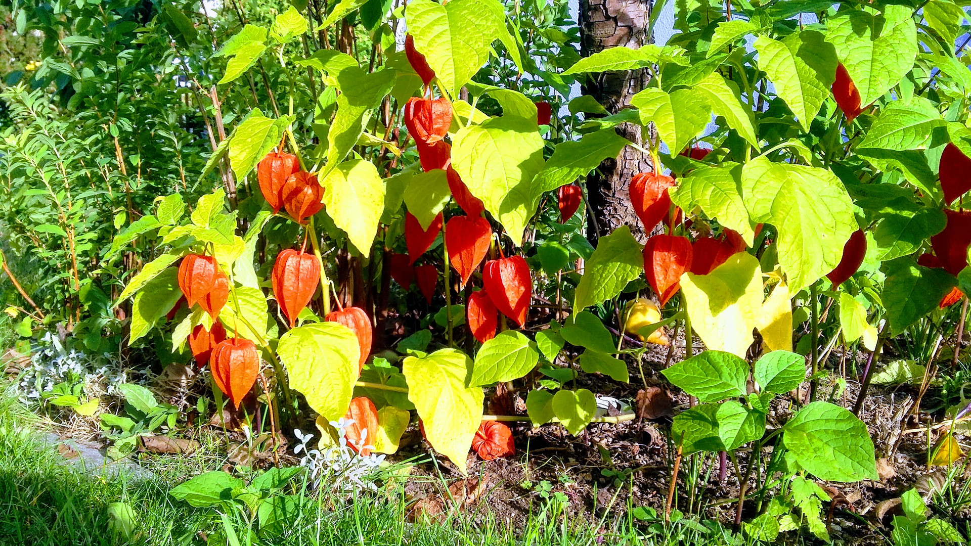 Herbstfarben