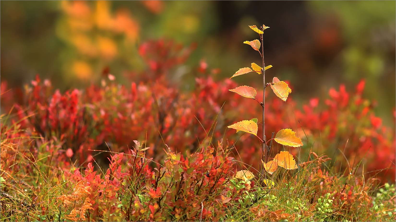 Herbstfarben