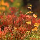 Herbstfarben