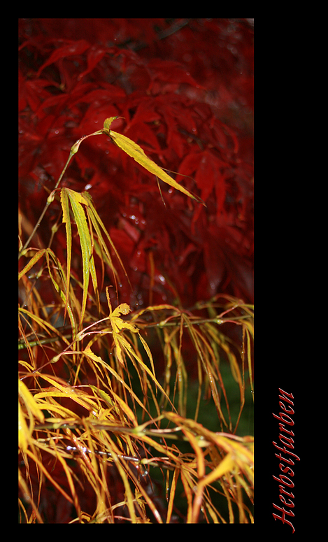 Herbstfarben von Carlo Henry 