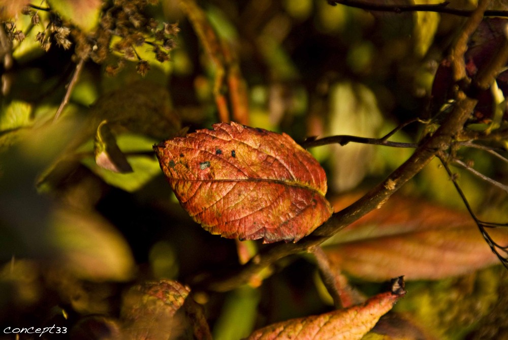 Herbstfarben