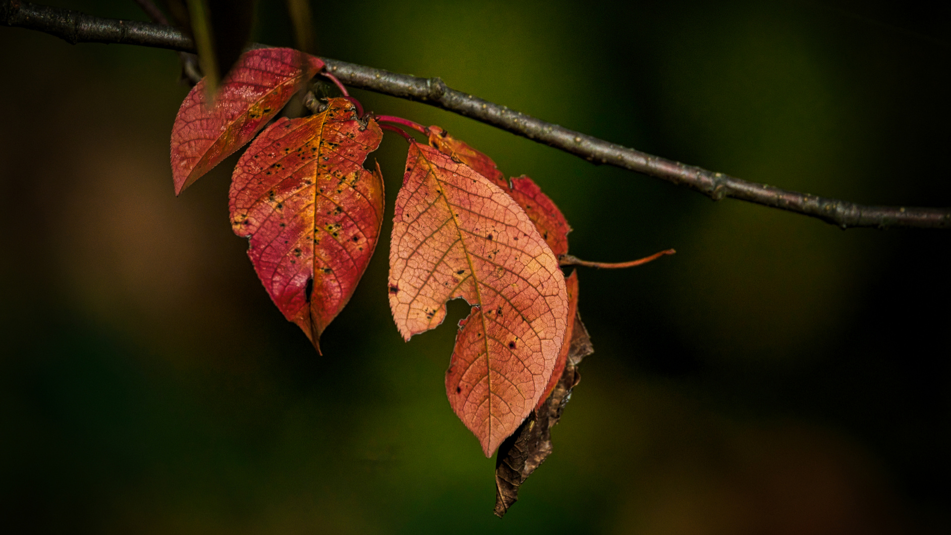 Herbstfarben