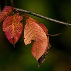 Herbstfarben