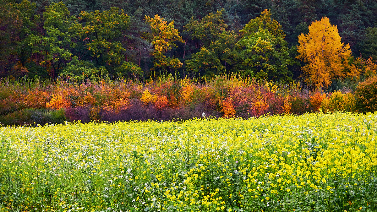 Herbstfarben