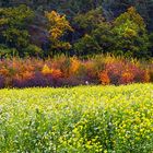 Herbstfarben