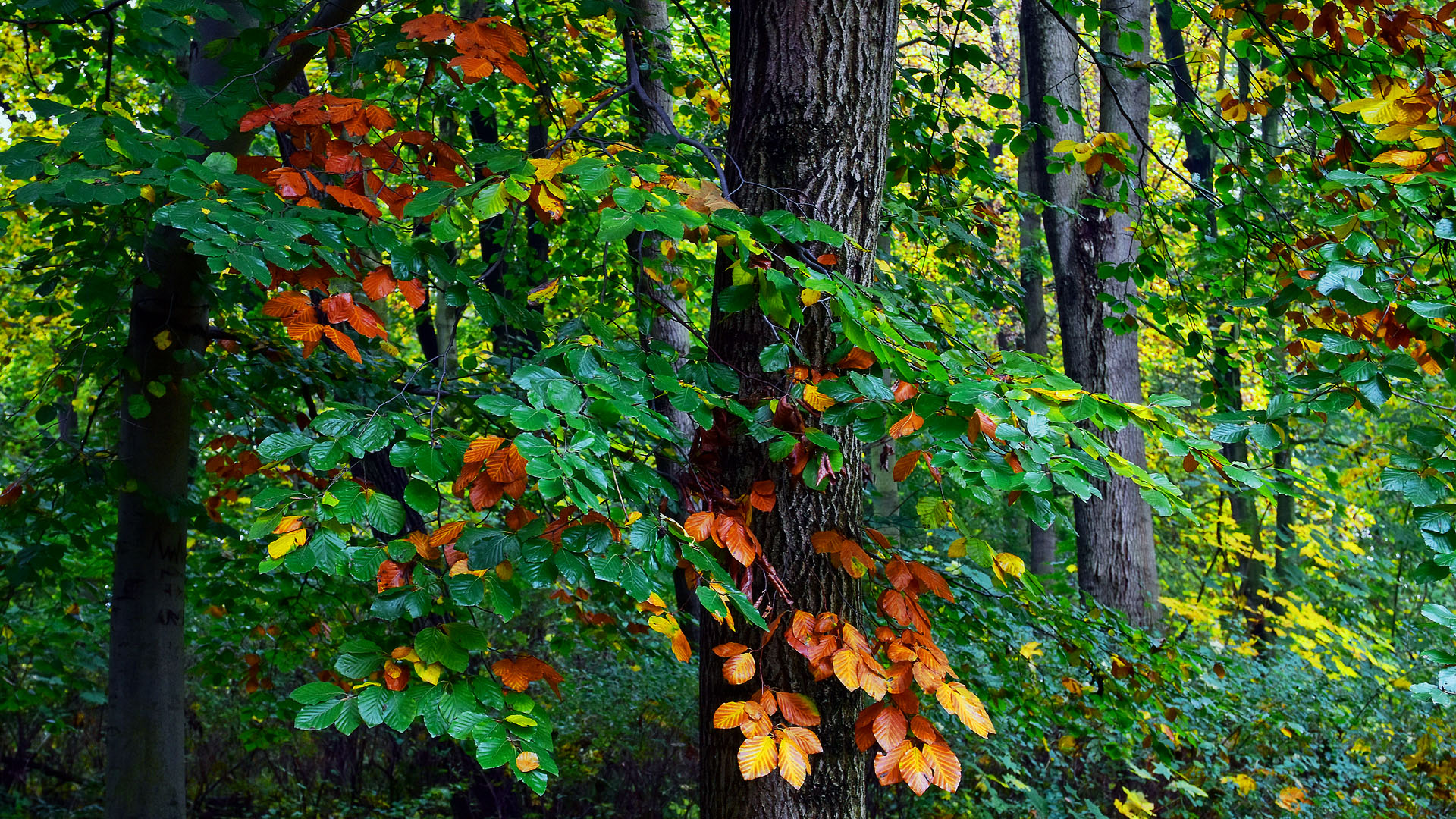 _Herbstfarben_