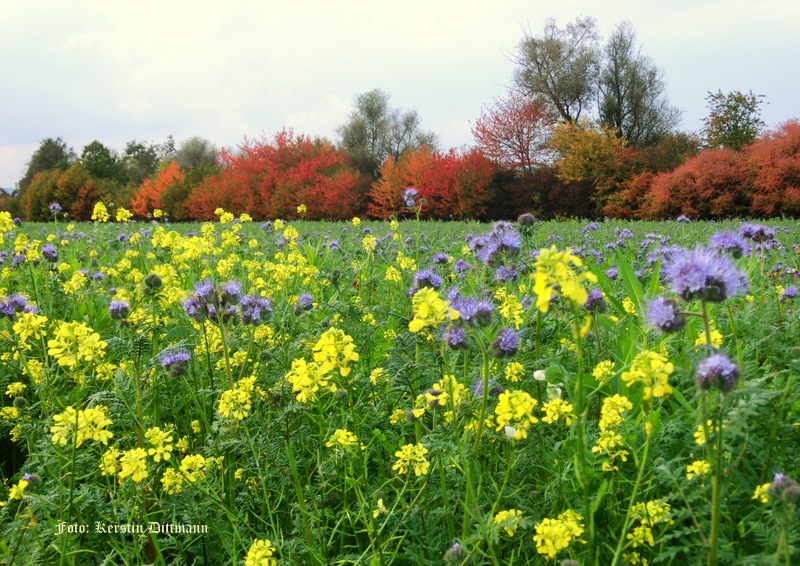 Herbstfarben