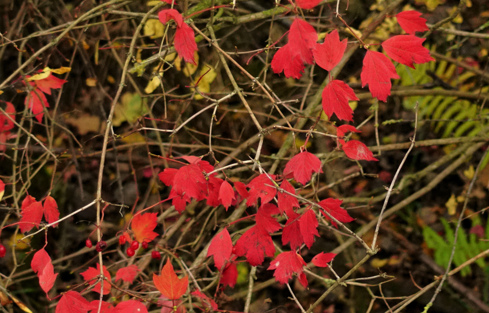 Herbstfarben