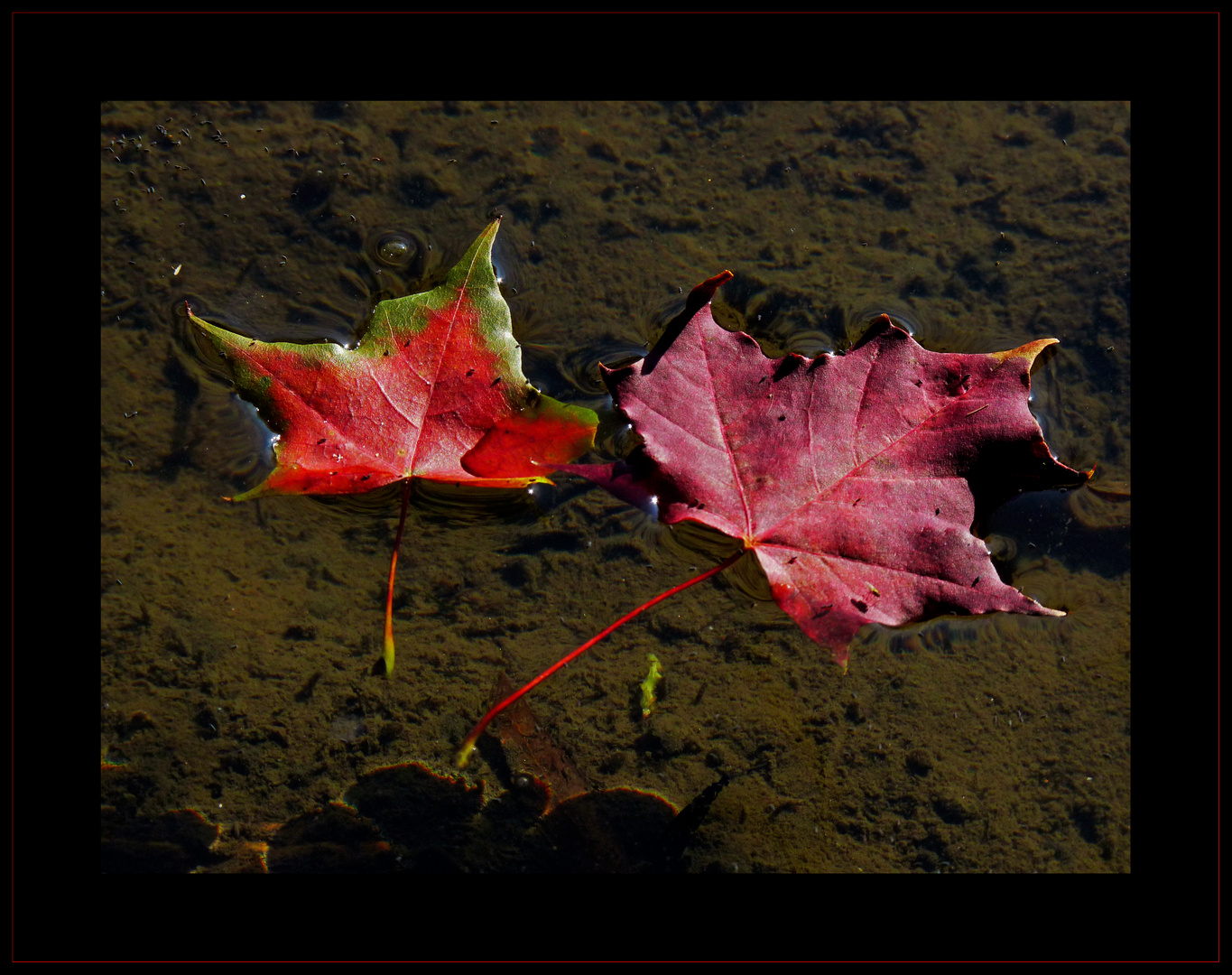 Herbstfarben