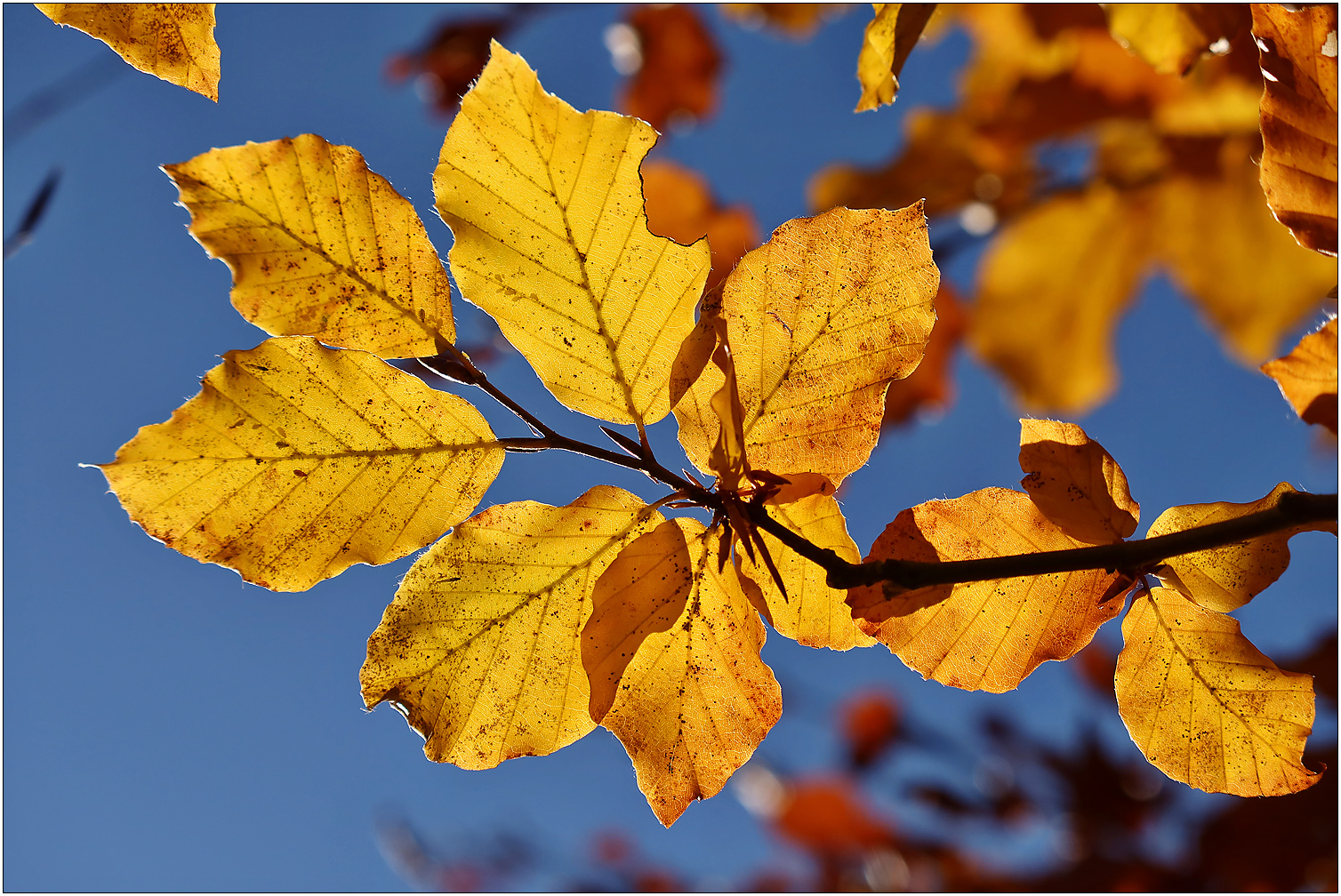 Herbstfarben...