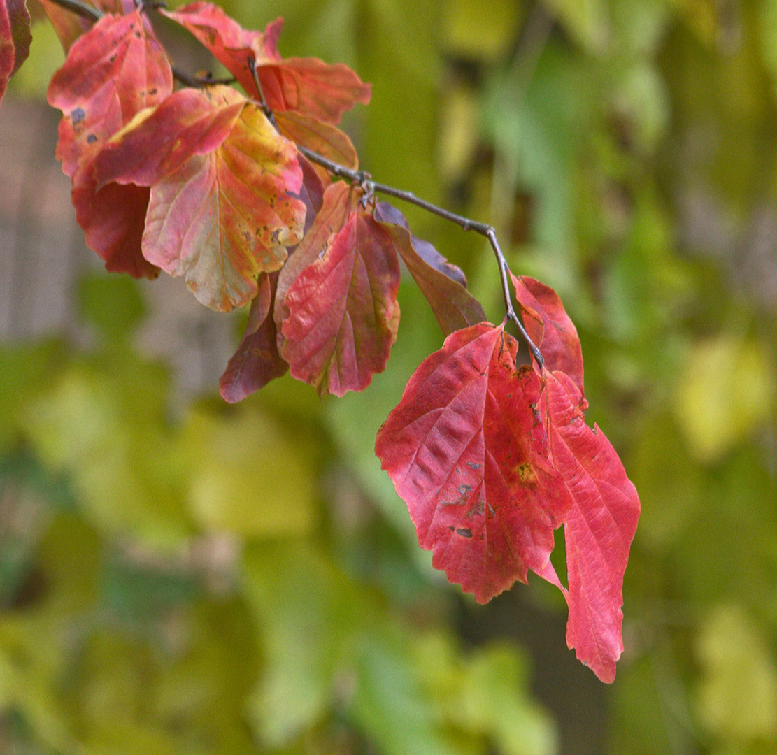 Herbstfarben....