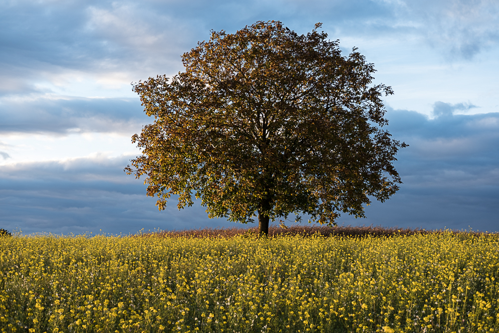 Herbstfarben