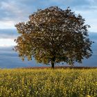 Herbstfarben