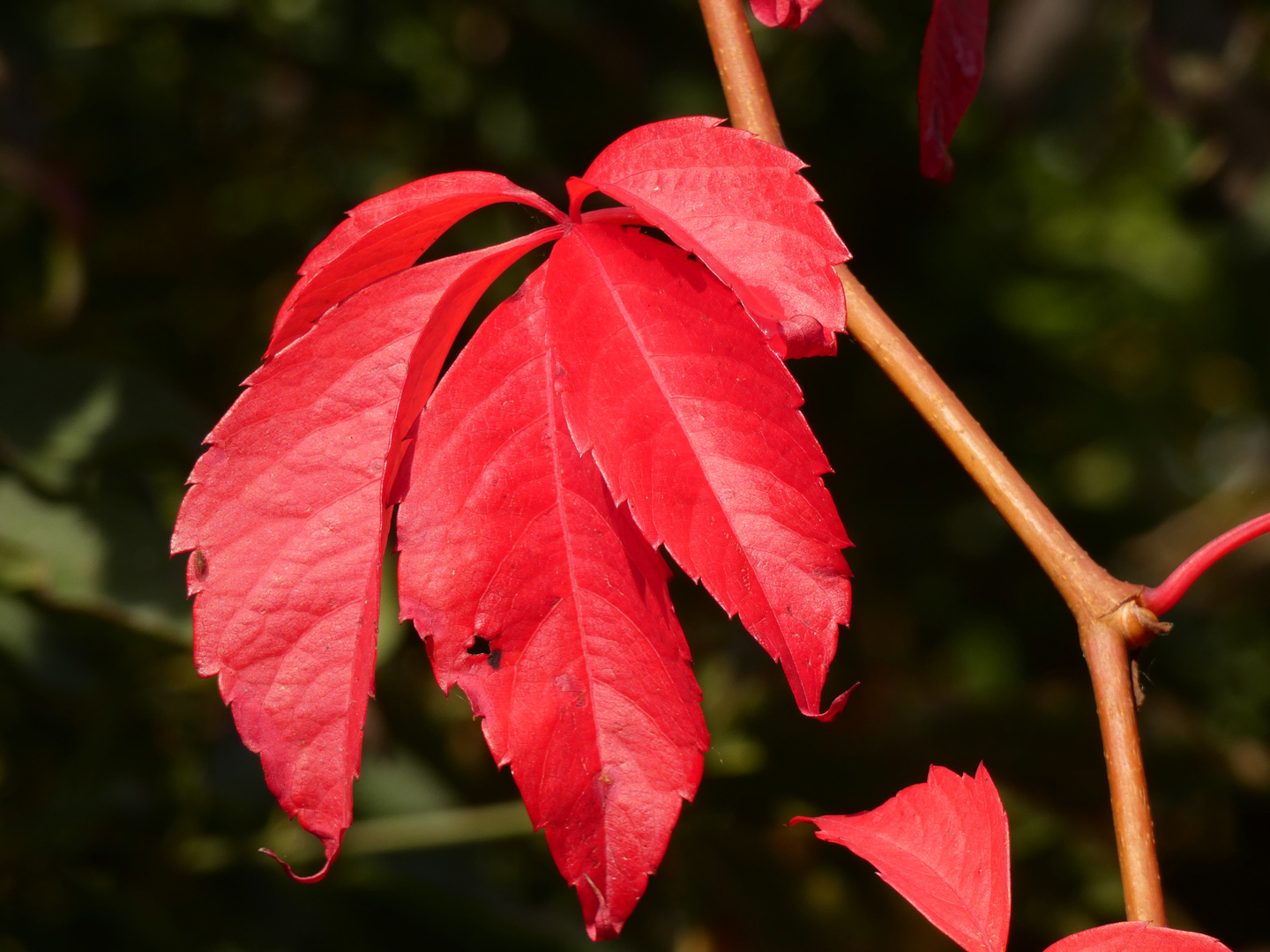 Herbstfarben