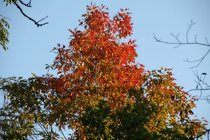 Herbstfarben