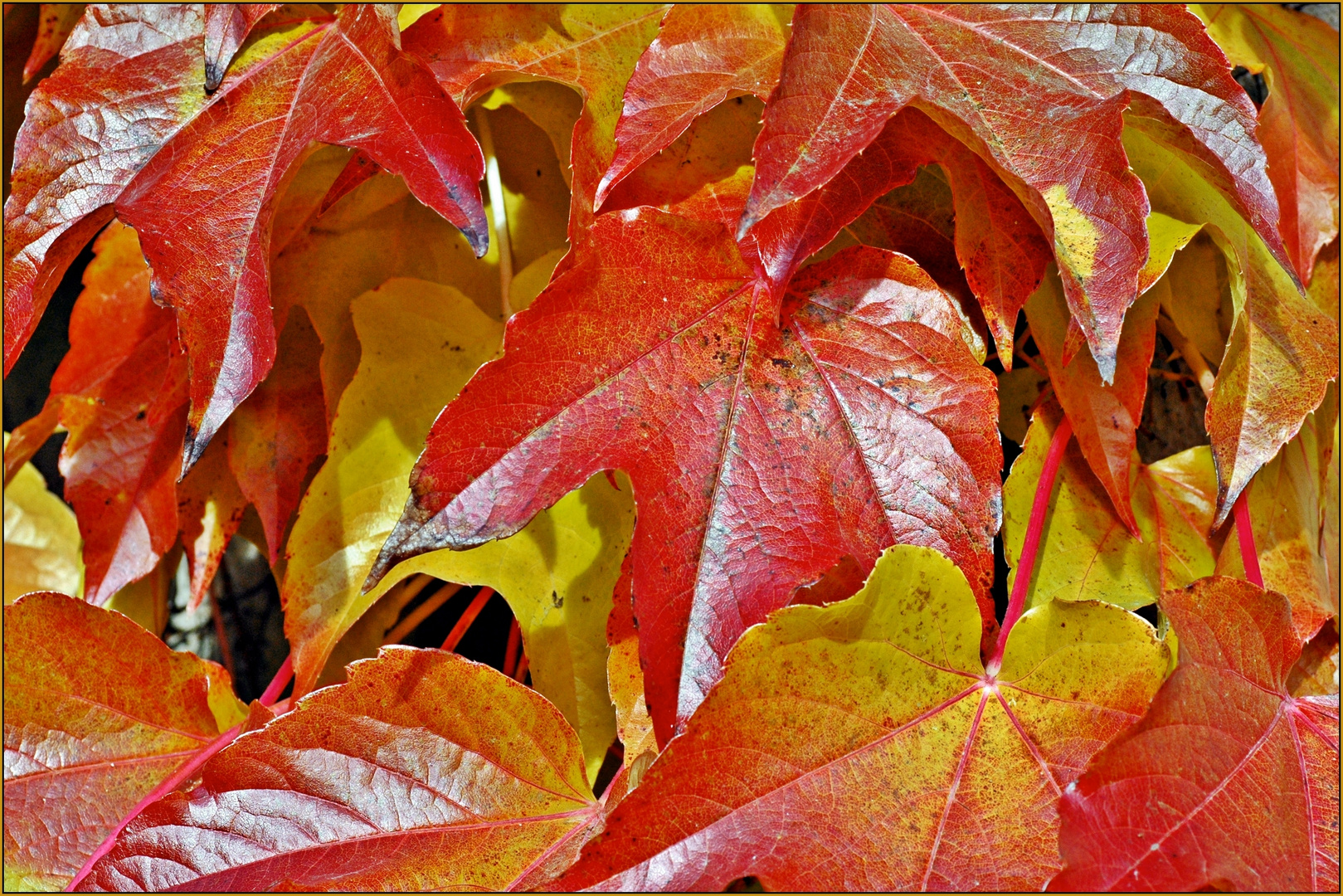 ~ Herbstfarben ~