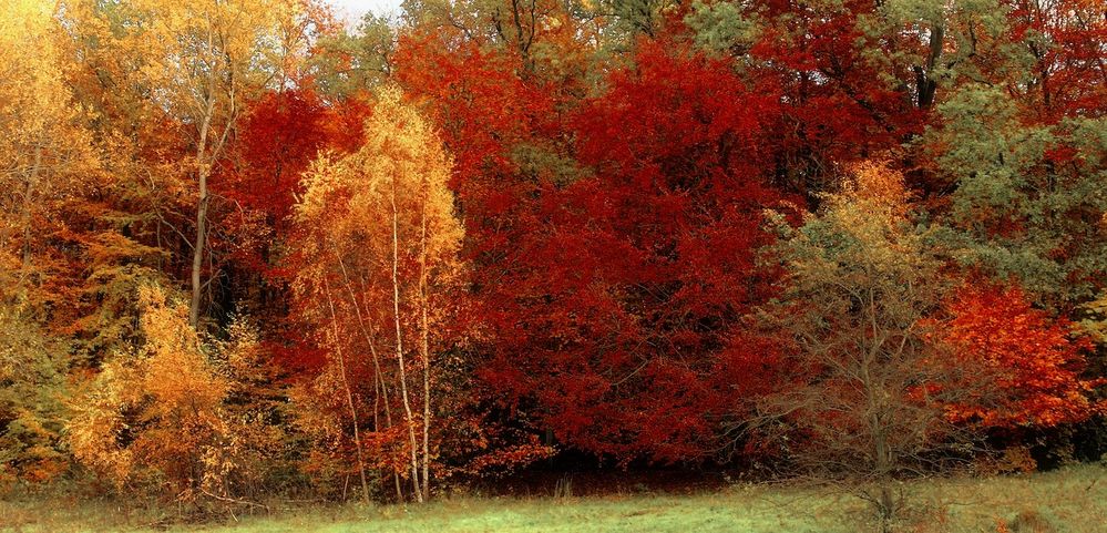 Herbstfarben...