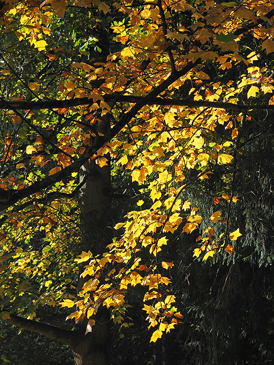 Herbstfarben