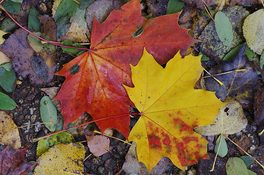 Herbstfarben