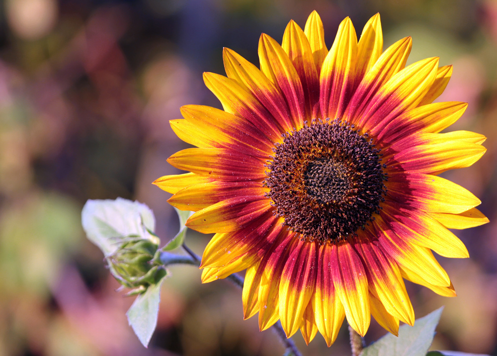 Herbstfarben