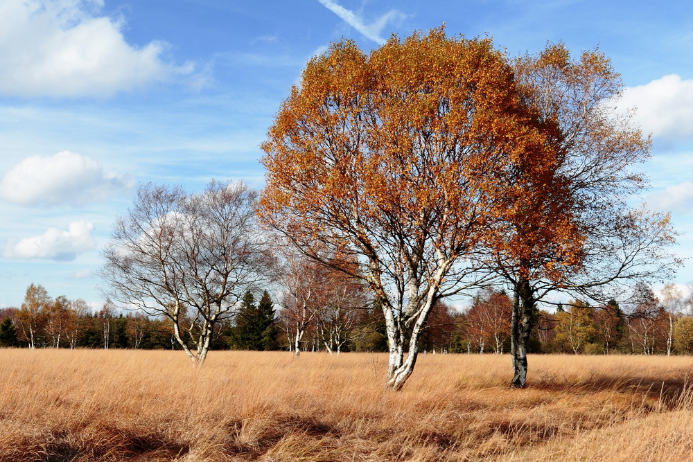 Herbstfarben