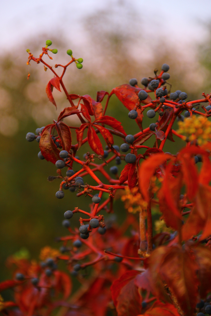 Herbstfarben