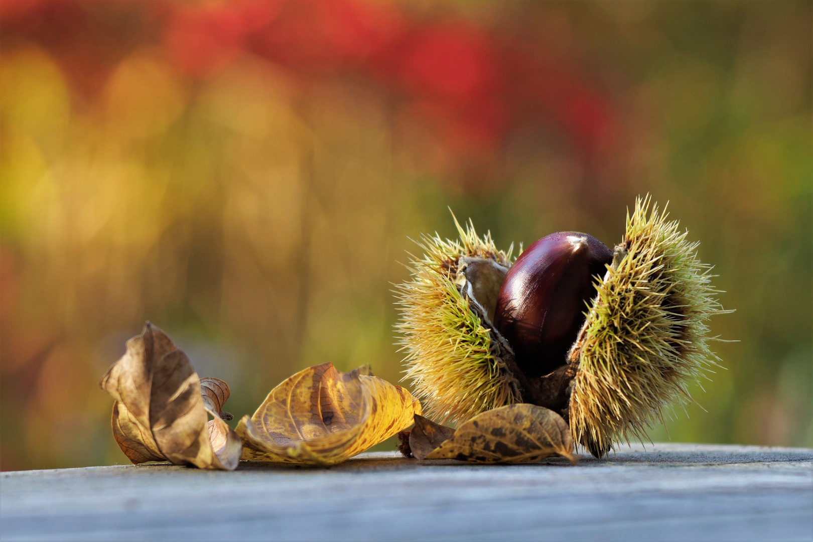 Herbstfarben