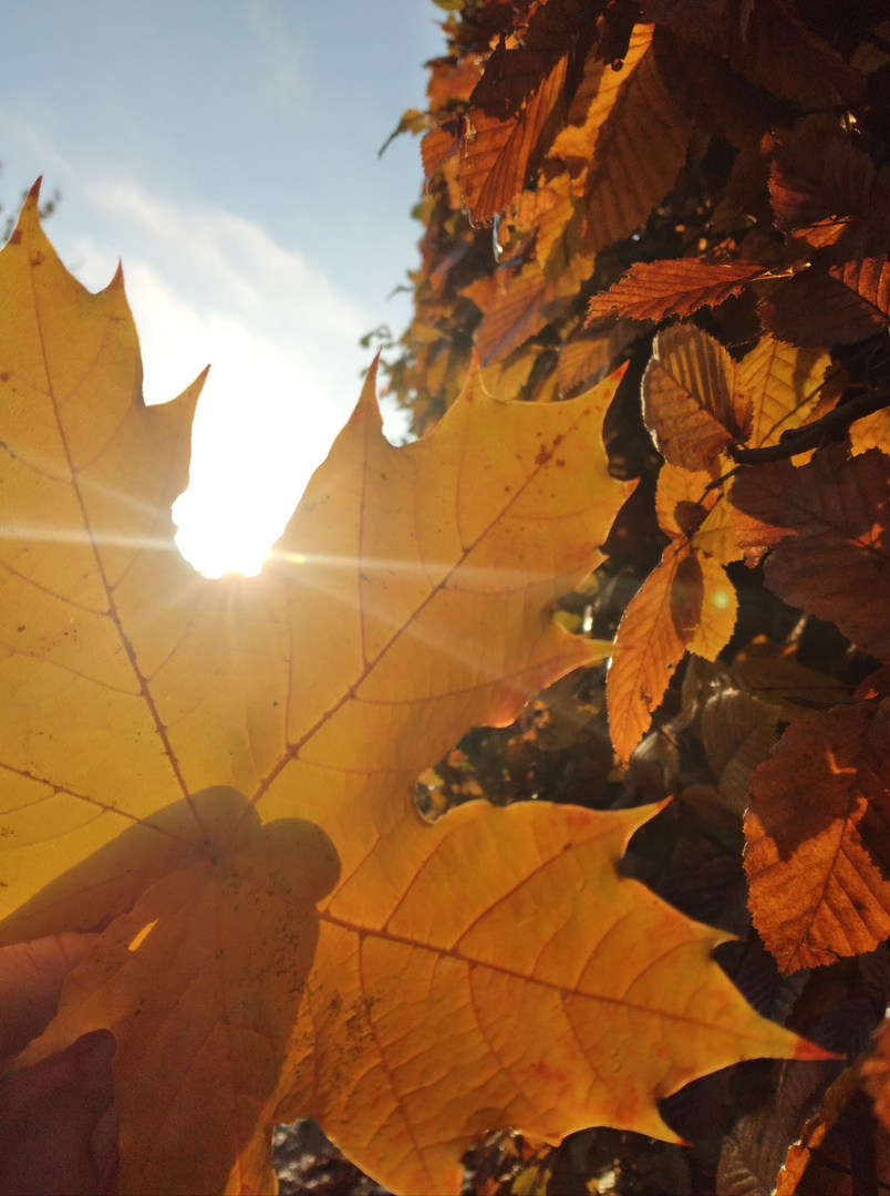 Herbstfarben