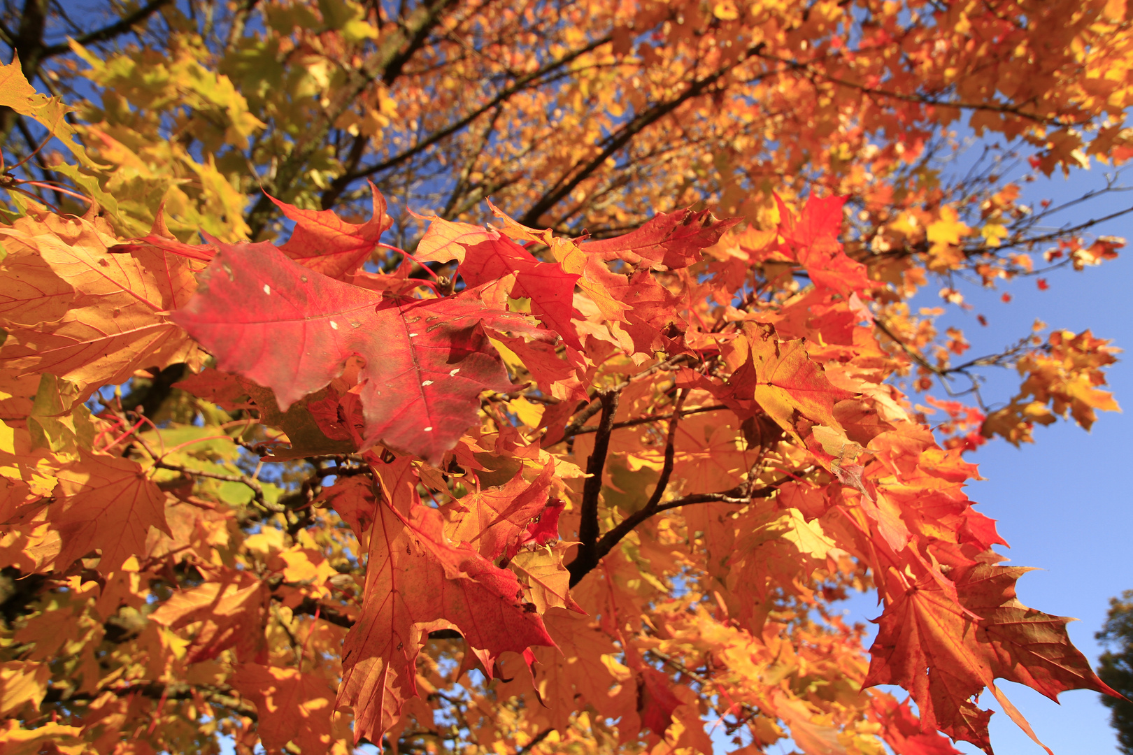 Herbstfarben