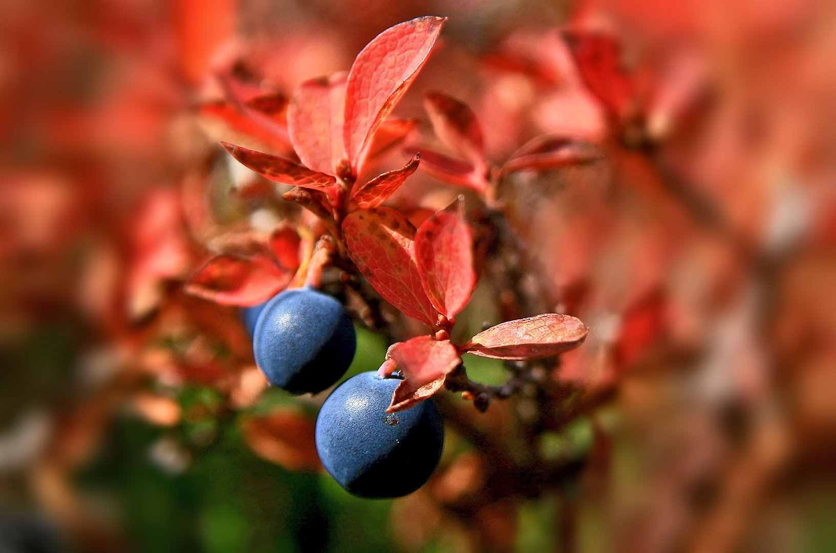 Herbstfarben