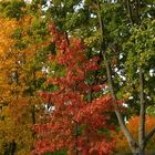 Herbstfarben