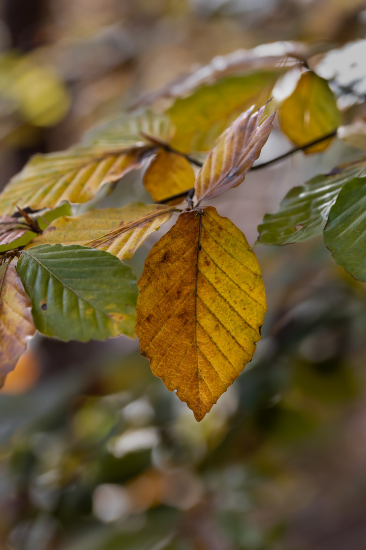 Herbstfarben