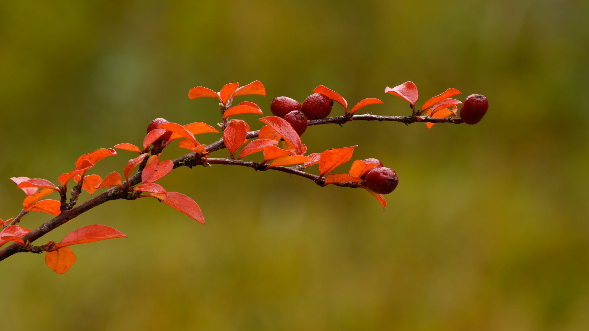 Herbstfarben eines Fächerzwergmispel