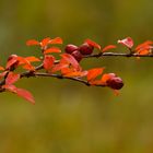 Herbstfarben eines Fächerzwergmispel