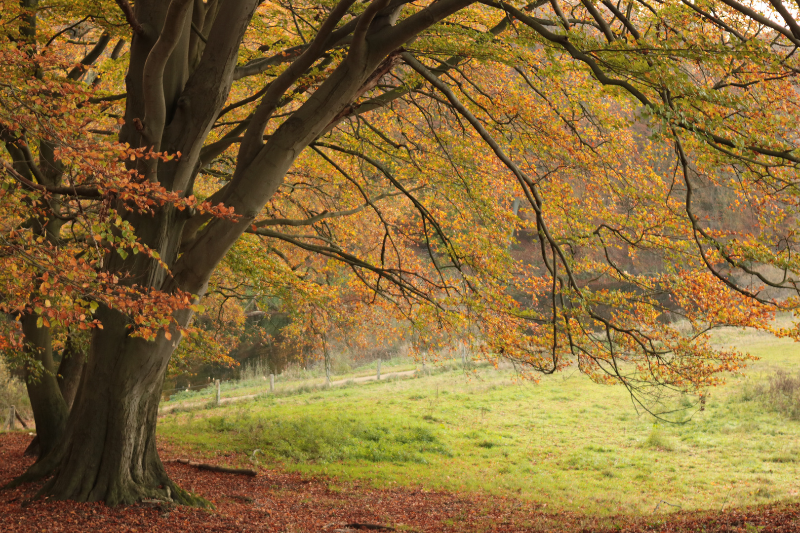 Herbstfarben -  einfach herrlich!