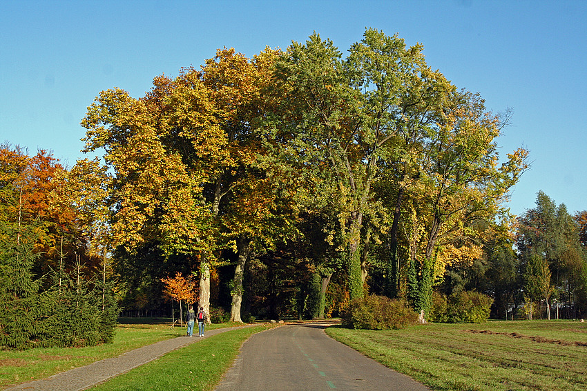 herbstfarben einfach schön