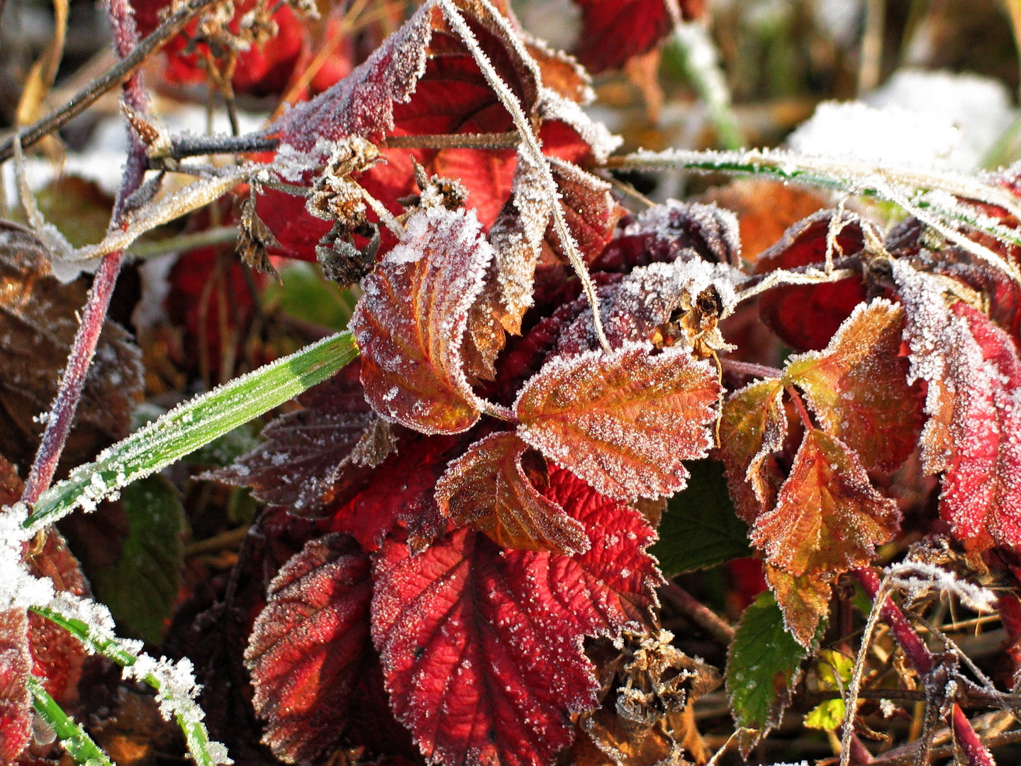 Herbstfarben eingefroren