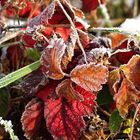 Herbstfarben eingefroren