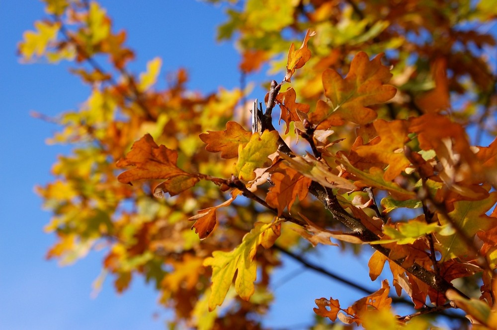 Herbstfarben